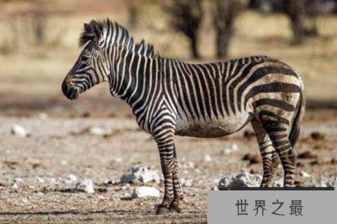 世界上体型最小的斑马：山斑马