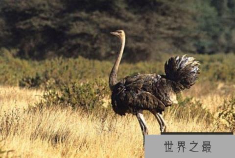 世界体型最大的鸟和最小的鸟