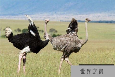 世界体型最大的鸟和最小的鸟