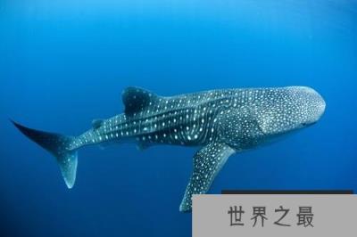 海洋最珍稀的10大鱼类