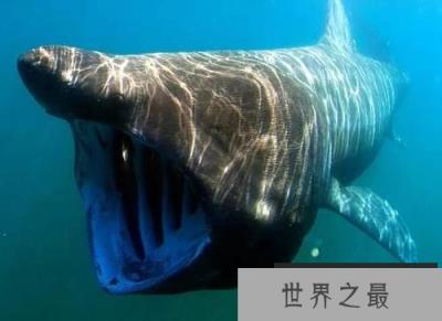 海洋最珍稀的10大鱼类