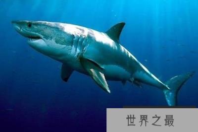 海洋最珍稀的10大鱼类