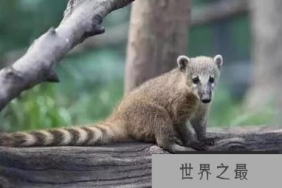 南美洲的十大代表动物