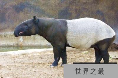 南美洲的十大代表动物