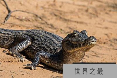 南美洲的十大代表动物