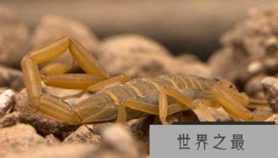 北美洲10大代表性动物