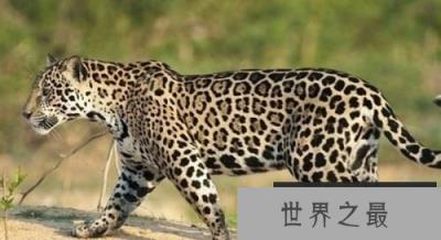 北美洲10大代表性动物