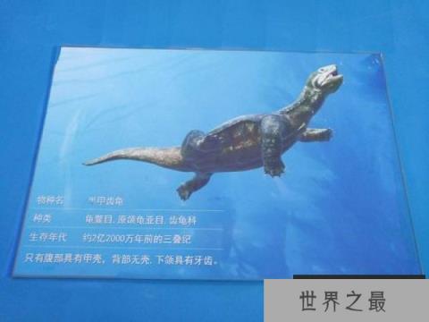 世界上最老的海龟是什么：半甲齿龟生活于白垩纪