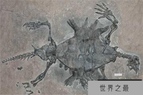 世界上最老的海龟是什么：半甲齿龟生活于白垩纪