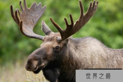 世界体型最大的鹿科动物:驼鹿体长达2.6米