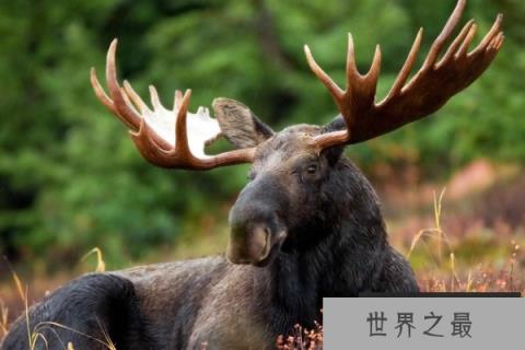 世界体型最大的鹿科动物:驼鹿体长达2.6米