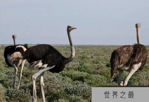 世界上体型最大的鸟类：鸵鸟可达2.8米高