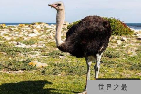 世界上体型最大的鸟类：鸵鸟可达2.8米高