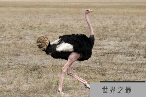世界上体型最大的鸟类：鸵鸟可达2.8米高