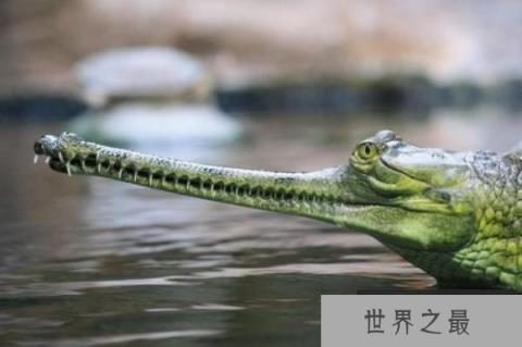 世界体型最大的鳄鱼之一:恒河鳄嘴巴又细又长