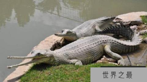 世界体型最大的鳄鱼之一:恒河鳄嘴巴又细又长