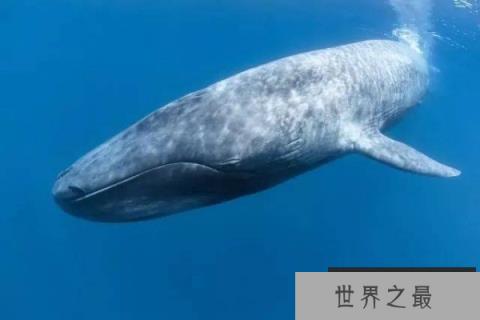 世界上体型第二大鲸类：长须鲸最长达25米
