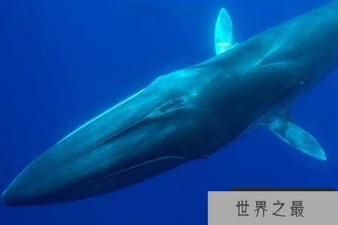 世界上体型第二大鲸类：长须鲸最长达25米