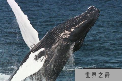 世界上体型第二大鲸类：长须鲸最长达25米