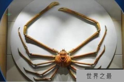 世界体型最大的十大螃蟹