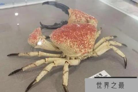 世界体型最大的十大螃蟹