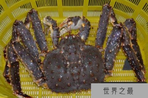 世界体型最大的十大螃蟹