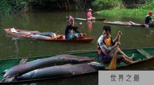 世界上最蠢的鱼，巨骨舌鱼