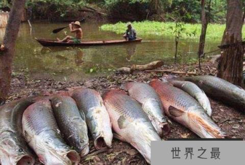 世界上最蠢的鱼，巨骨舌鱼