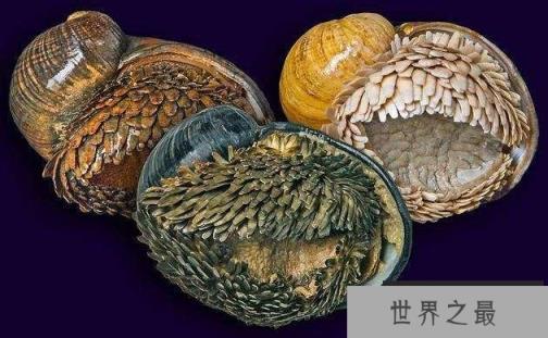 地球上唯一铁甲生物：麟角腹足蜗牛