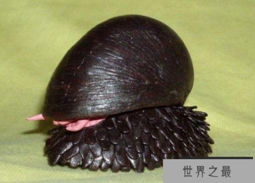 地球上唯一铁甲生物：麟角腹足蜗牛