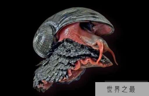 地球上唯一铁甲生物：麟角腹足蜗牛