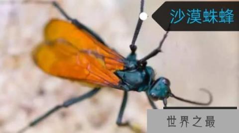世界上最大的胡蜂