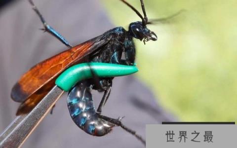 世界上最大的胡蜂