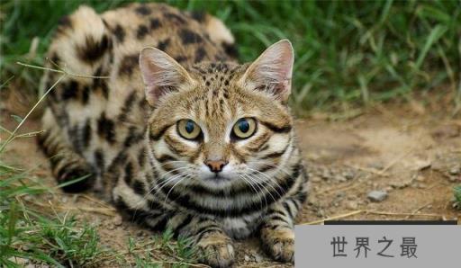 世界上体型最小的猫科动物之一：黑足猫异常凶猛
