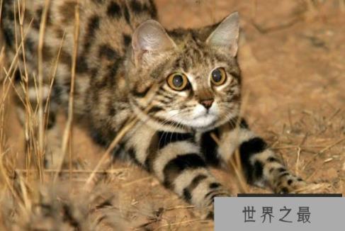 世界上体型最小的猫科动物之一：黑足猫异常凶猛