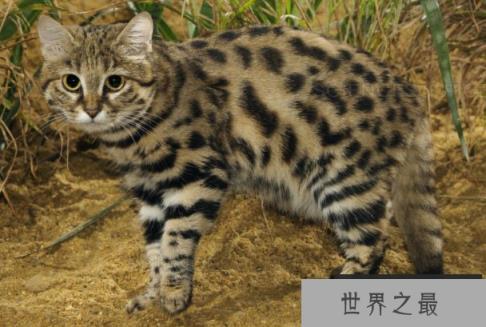 世界上体型最小的猫科动物之一：黑足猫异常凶猛