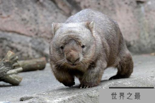 世界上5大最笨的动物：无需天敌，自己玩死自己！