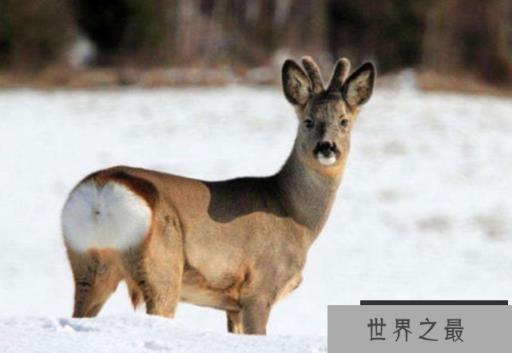 世界上5大最笨的动物：无需天敌，自己玩死自己！