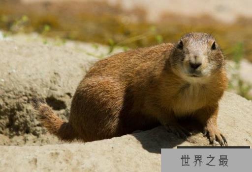 世界上5大最笨的动物：无需天敌，自己玩死自己！