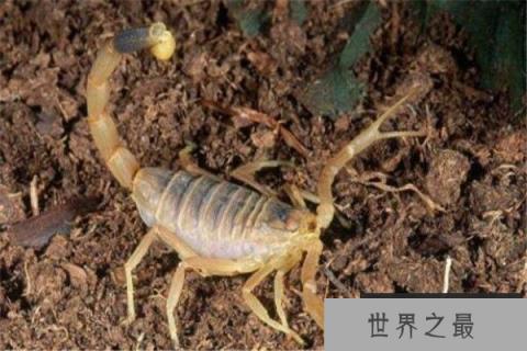 世界上10大毒蝎