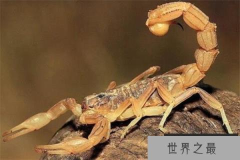 世界上10大毒蝎