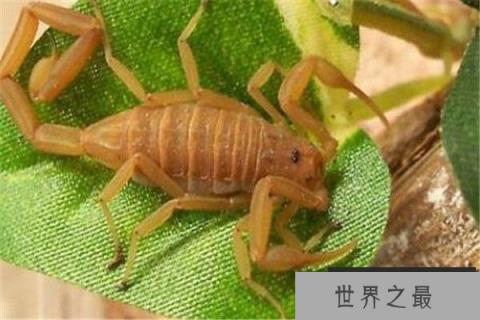 世界上10大毒蝎