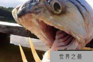 海洋十大“鬼鱼”：每种鱼长相都奇丑无比