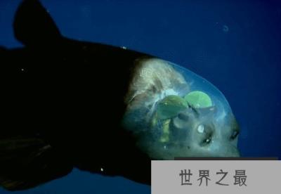 海洋十大“鬼鱼”：每种鱼长相都奇丑无比