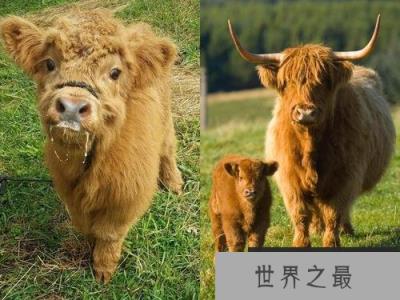 世界上最非主流的牛：苏格兰高地牛长有刘海