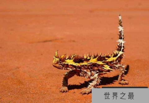 世界上最怪异的蜥蜴，澳洲魔蜥用皮肤喝水