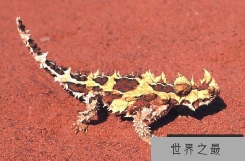 世界上最怪异的蜥蜴，澳洲魔蜥用皮肤喝水