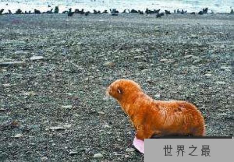 世界上最孤独的海豹：因长相怪异被同类排斥