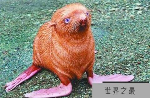 世界上最孤独的海豹：因长相怪异被同类排斥
