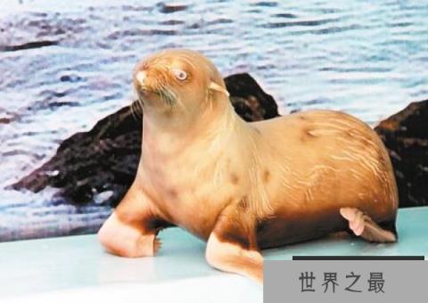 世界上最孤独的海豹：因长相怪异被同类排斥